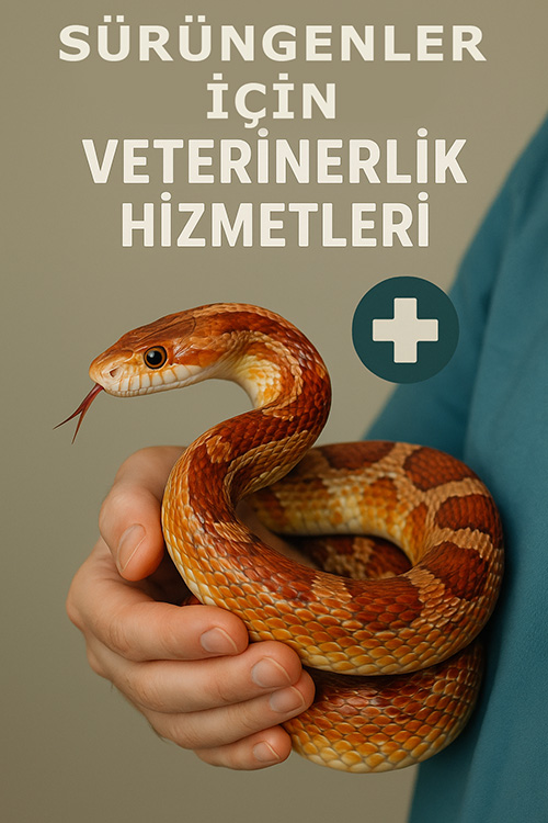 vet_hzm