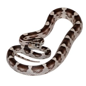 Anerythristic Masque Okeetee