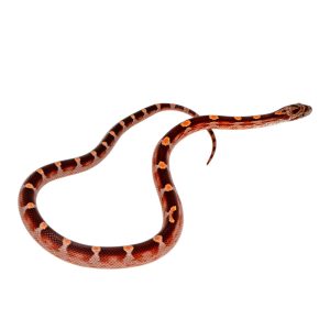 Coral Motley Diffused Masque Okeetee