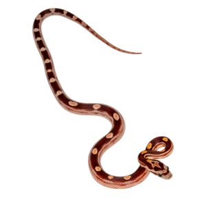 Coral Motley Diffused Okeetee