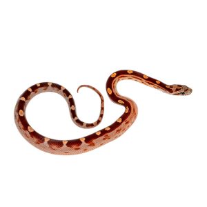 Coral Motley Diffused Masque Okeetee