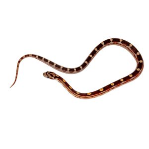 Coral Motley Okeetee