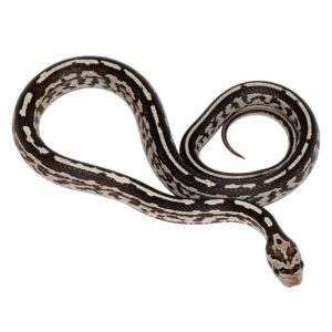 Tessera Anerythristic