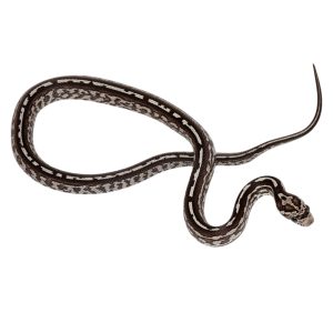 Tessera Anerythristic