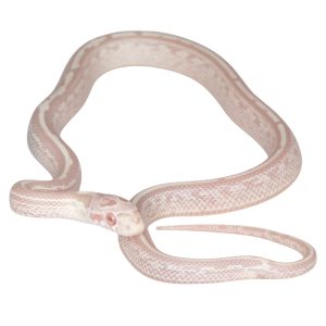 Salmon Snow Super Masque Tessera Charcoal