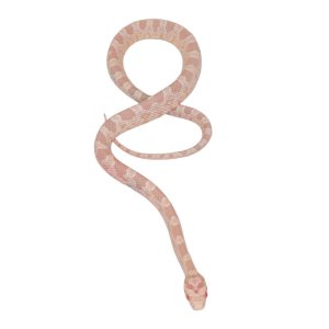 Coral Snow Masque pos Halo 