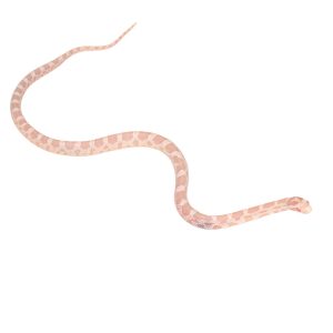 Coral Snow Masque pos Halo 