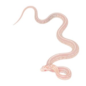 Coral Snow Masque Tessera pos Halo 