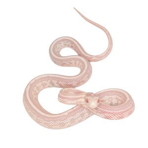 Coral Snow Masque Tessera pos Halo 