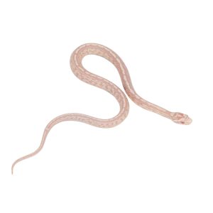 Coral Snow Masque Tessera pos Halo 