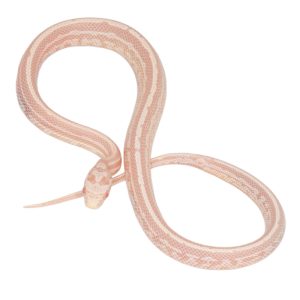 Coral Snow Masque Tessera pos Halo