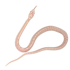 Coral Snow Masque Tessera pos Halo 