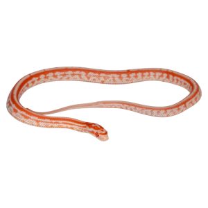 Masque Tessera Amelanistic Miami