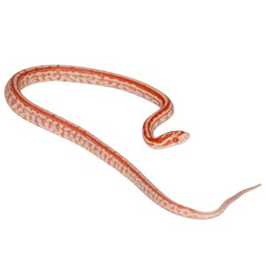 Masque Tessera Amelanistic Miami