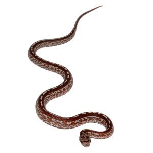 Masque Tessera Miami