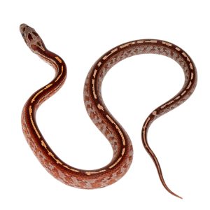 Masque Tessera Diffused Miami