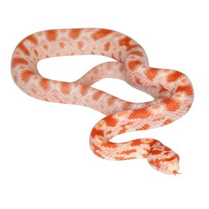 Masque Amelanistic Miami