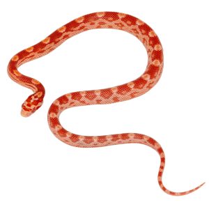 Amelanistic Masque Motley