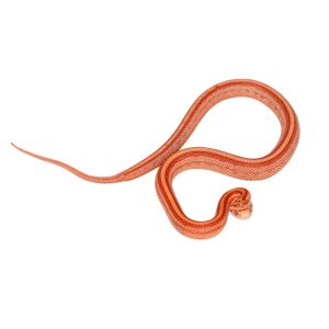 Amel Masque Tessera Motley