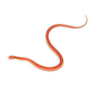 Amelanistic Masque Tessera Motley