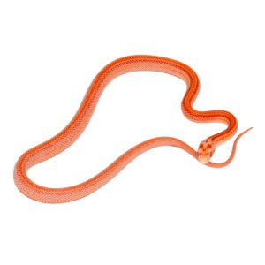 Amelanistic Hypo Masque Tessera Motley