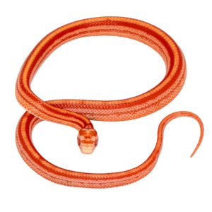 Amelanistic Masque Tessera Motley