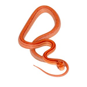 Amelanistic Hypo Masque Tessera Motley