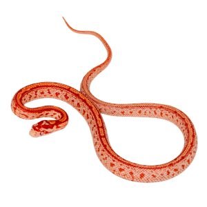 Amelanistic Tessera Okeetee