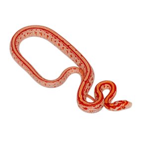 Amelanistic Tessera Okeetee