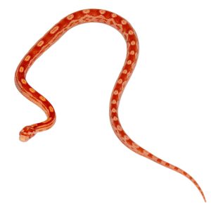 Coral Amelanistic Motley