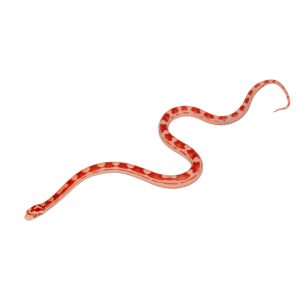 Coral Amelanistic Motley