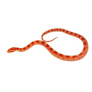 Coral Amelanistic Motley