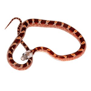 Bloodred Masque Pied Sided White Head (heterochromia)