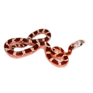 Bloodred Masque Pied Sided White Head