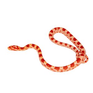 Masque Coral Amelanistic