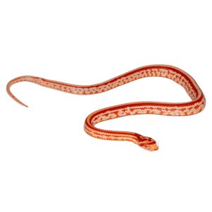 Masque Coral Tessera Amelanistic