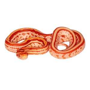 Masque Coral Tessera Amelanistic