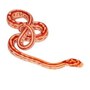 Masque Coral Tessera Amelanistic