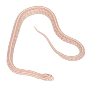 Coral Snow Masque Tessera pos Halo