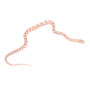 Coral Snow Masque pos Halo