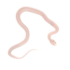 Coral Snow Masque Motley Tessera pos Halo