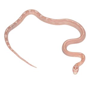 Coral Snow Masque Motley Tessera pos Halo