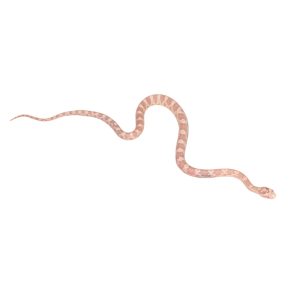 Coral Snow Masque pos Halo