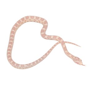 Coral Snow Masque pos Halo