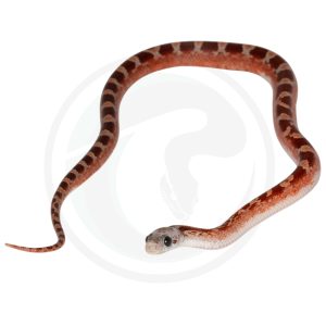 Bloodred Masque Pied Sided White Head