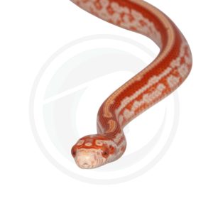 Masque Miami Tessera Amelanistic