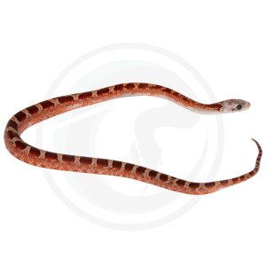 Bloodred Masque Pied Sided White Head