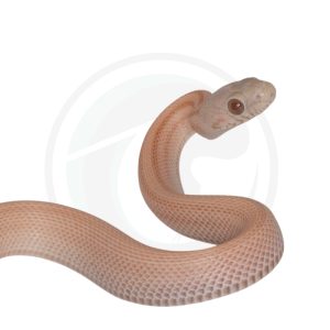 Ultramel Motley Stripe Super Masque Super Tessera Hypo Lavender