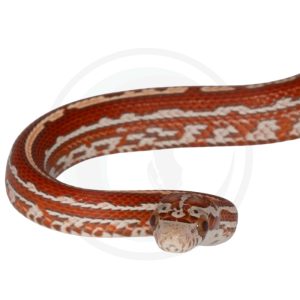 Ultramel Miami Tessera Masque