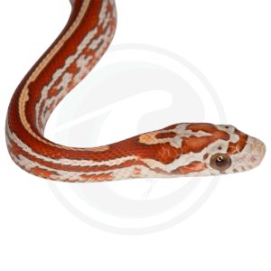 Ultramel Miami Tessera Masque